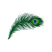 Download 83 royalty free peacock feather clipart vector images. Professional Peacock Feather Clipart Stock Photos Public Domain Pictures Page 1
