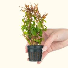 Image result for Ammannia aegyptiaca