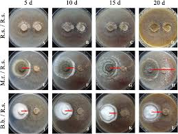 Dry rot begins when moisture gets trapped on wood where it can't dry out and because it. Entomopathogenic Fungi Decrease Rhizoctonia Disease In Potato In Field Conditions Peerj