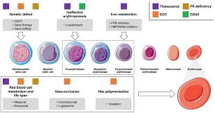 Image result for Anemia angolensis