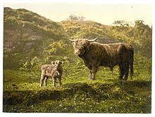 Highland Cattle Wikipedia