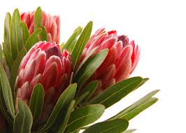 Jun 15, 2021 · proteas 15 jun. Protea Flower Meaning Flower Meaning