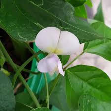 Image result for Vigna unguiculata