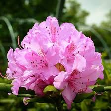 English Roseum Rhododendron Rhododendron Garden Shrubs Tulips Flowers