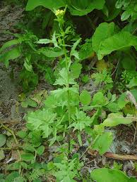 Image result for Sisymbrium burchellii
