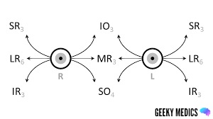 Image result for Extraocular Movement
