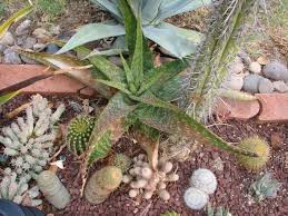 Image result for Aloe cameronii × greatheadii