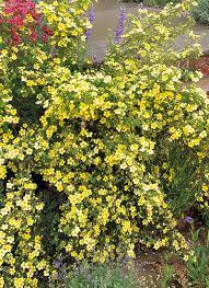 Maybe you would like to learn more about one of these? 11 Deer Rabbit Resistant Plants Garden Gate