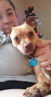 Adoptable deaf dog Keller available in El Paso