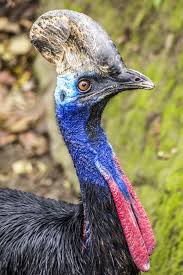 Birds That Cannot Fly With Their Names Southern Cassowary Living Dinosaur Birds In 2020 Cassowary Animal Facts Birds That Cannot Fly