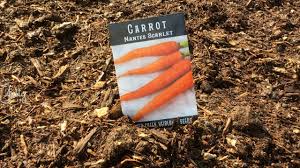 Weeds will take nutrients and moisture from the soil and reduce your carrot yields. Planting Carrots For The Fall Vegetable Garden Youtube