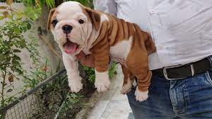 The only question is how severe will your puppy's health issues be? English Bulldog British Bulldog Puppy 9896504757 Doggyz World Youtube