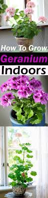 Nifty food plants to grow indoors may surprise you tipnut com. How To Grow Geranium Indoors Year Round Balcony Garden Web