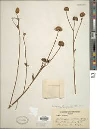 Image result for Anisopappus chinensis