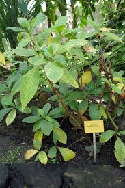 Image result for Leptactina