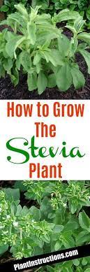 How To Grow Stevia Plants Growing Stevia Stevia Plant Stevia
