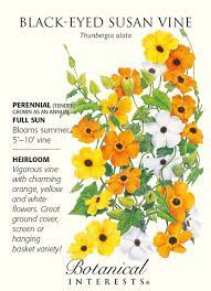 Black Eyed Susan Vine Seed 500mg Thunbergia Black Eyed Susan Vine Black Eyed Susan House Plant Delivery