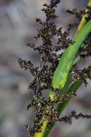 Image result for Tabernaemontana eglandulosa