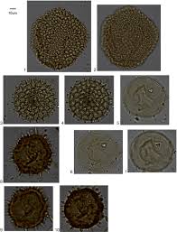 Image result for Dicranolepis