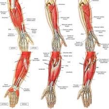 There are over 1,000 muscles in your body. Arm Muscles Diagram With Depths For Lab Practical Diagram Quizlet