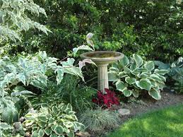 You'll attract butterflies and birds with european variegated dogwood. Variegated Kousa Dogwood The Eyes Have It Enchanted Gardens