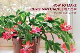 How To Make Christmas Cactus Bloom Several Times A Year Christmas Cactus Blooming Succulents Christmas Cactus Care