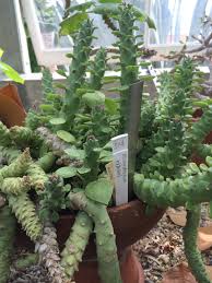 A shared lounge and a terrace to relax are available here, and free wifi is provided in public areas. Succulents New Orleans City Park