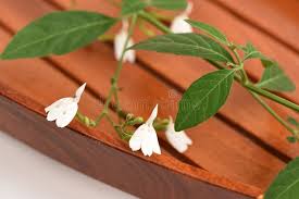 Image result for Rhinacanthus zambesiacus