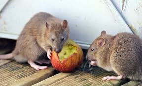 Leptospirosis merupakan penyakit berjangkit yang disebabkan oleh bakteria spirochete, iaitu spesies leptospira interrogans. Penyakit Berjangkit Bawaan Tikus Yang Disebarkan Secara Tidak Langsung Ialah