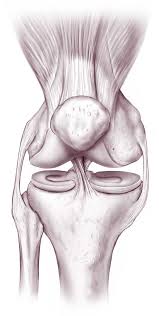 Smaller muscles help the larger muscles, stabilize joints, help rotate joints, and facilitate other. Knee Joint Anatomy Bones Ligaments Muscles Tendons Function