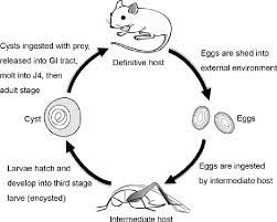 Life Cycle Of Pterygodermatites Peromysci Mouse Definitive Host Download Scientific Diagram