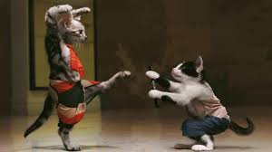 Puppy city has been around for over 50 years, we pride ourselves in being the home for quality puppies. Funny Karate Cat Hd Desktop Wallpaper Widescreen High Definition Fullscreen