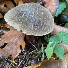 Image result for Xerocomellus diffractus