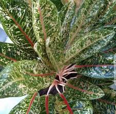 Tips merawat tanaman dan bunga hias di daerah tropis. Jual Tanaman Hias Hidup Aglonema Donakarmen Tanaman Indoor Aglaonema Donacarmen Tanaman Bunga Hias Aglonema Murah Online April 2021 Blibli