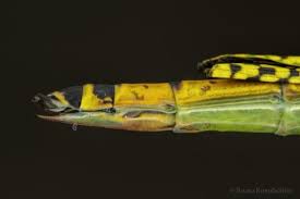 Image result for Pycnostachys orthodonta