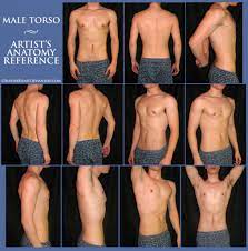 Learn vocabulary, terms and more with flashcards, games and other study tools. Male Torso Anatomy Male Torso Reference Pinterest Male Torso Human Anatomy Diagram Male Torso Anatomy Male Torso Anatomy Reference