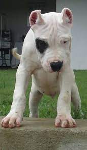 Pirate Dogo Cute Dogs Cute Animals Pets