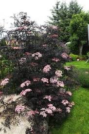 Learn more coral honeysuckle info in this article. 100 Best Ninebark Shrub Ideas Ninebark Shrub Shrubs Garden