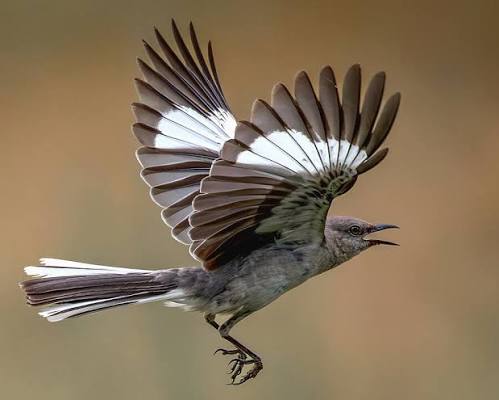 Northern Mockingbird Fly-By by James Barber
