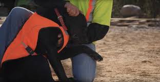Its uranium project portfolio includes arrow, south arrow, harpoon, rook i, isoenergy. Big Dogs Find Big Love And Permanent Homes After Fostering At Sask Energy Job Site Cbc News