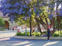 Image result for Jacaranda mimosifolia