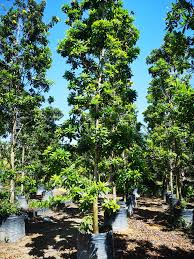 Physical features merawan is a medium sized to large evergreen. Cheng Nursery Posts Facebook
