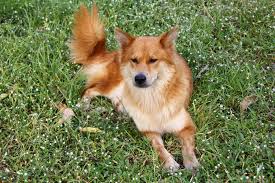 Maybe you would like to learn more about one of these? Golden Retriever Chow Mix The Friendly Fluffy Golden Chow