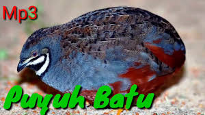 Suara Pikat Burung Puyuh Batu Pepeko Di Jamin Cepat Datang Youtube