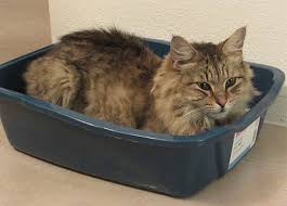 If your cat is scared and not feeling safe, this may be due to the change in surroundings or due to other cats or pets. Albuquerque Journal Article Cat Sleeps In Dirty Litter Pan Dr Jeff Nichol Residency Trained In Dog And Cat Behavior