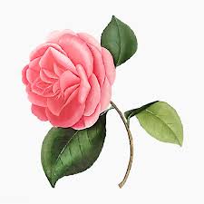 Download Premium Vector Of Pink Camellia Rose Flower Vector 2090171 In 2020 Camellia Flower Rose Flower Flower Illustration