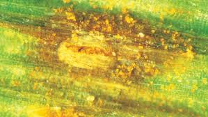 Image result for rez rzivost ostru%u017Einy