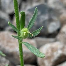 Image result for Misopates orontium