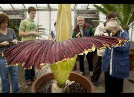 Wee Stinky Blooms At Cornell Corpse Flower Corpse Flower Bloom Bloom