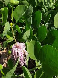 Image result for Capparis cartilaginea